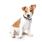 Waterproof Pet GPS Tracker with Microchip GPS Collar for Dog/Cat Animal Tracking Device EV-201M